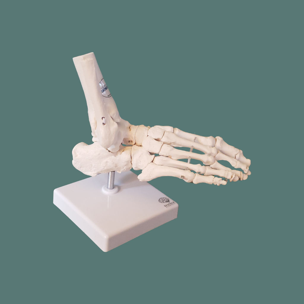 Side view of a detailed anatomical model of a human foot and ankle skeleton on a white base, showcasing the tibia, fibula, tarsal, metatarsal, and phalanges.