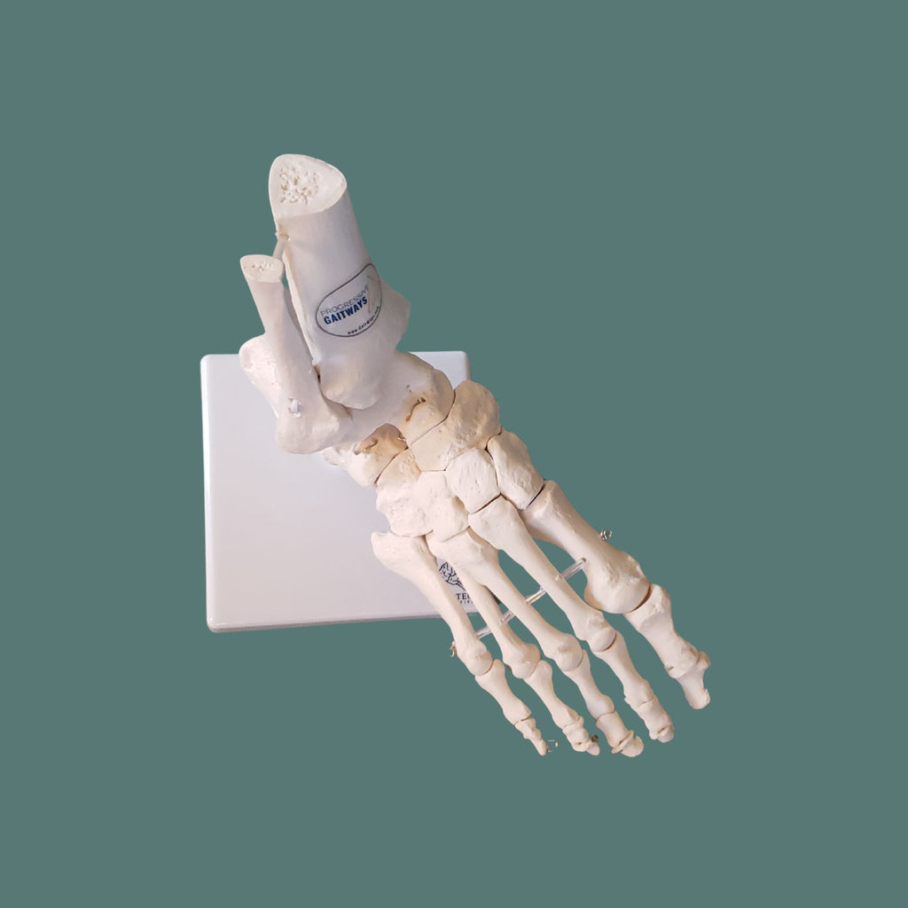 Top view of a detailed anatomical model of a human foot and ankle skeleton on a white base, showcasing the tibia, fibula, tarsal, metatarsal, and phalanges.